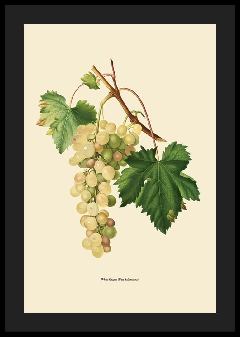 Botanisk illustration av vit vindruvsklase och gröna blad-12