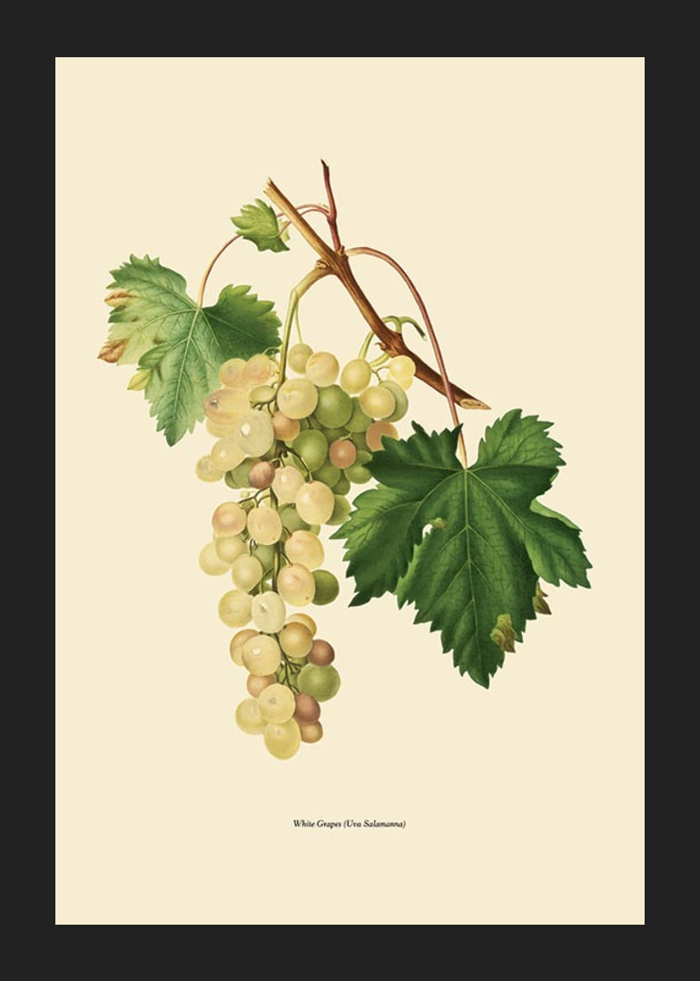 Botanical illustration of white bunch of grapes and green leaves-12