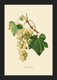 Botanisk illustration av vit vindruvsklase och gröna blad-5