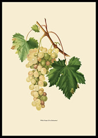 Botanical illustration of white bunch of grapes and green leaves-6