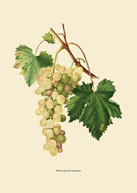 Botanical illustration of white bunch of grapes and green leaves-7
