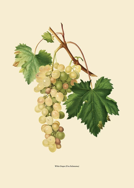 Botanical illustration of white bunch of grapes and green leaves-12