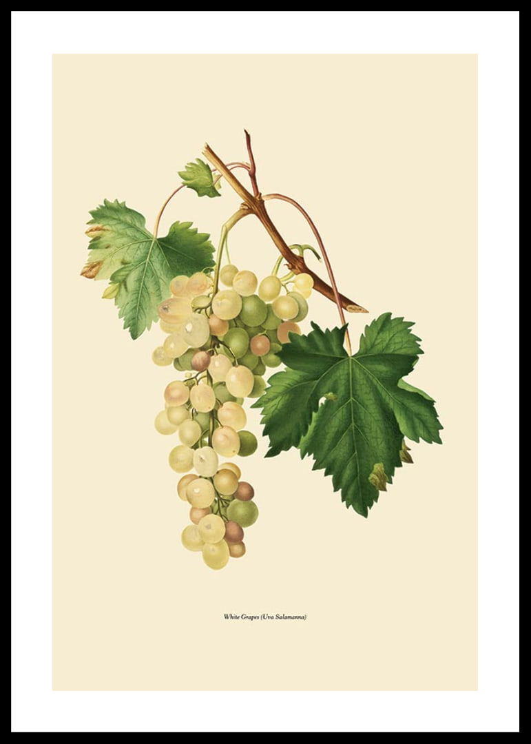 Botanical illustration of white bunch of grapes and green leaves-12