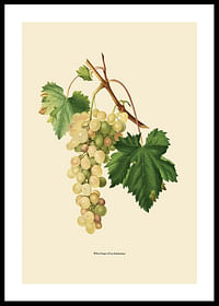 White Grapes-0
