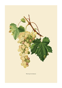 Botanical illustration of white bunch of grapes and green leaves-1