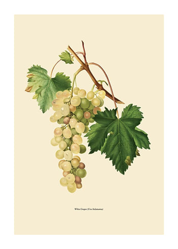 Poster White Grapes