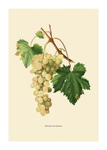 Poster White Grapes