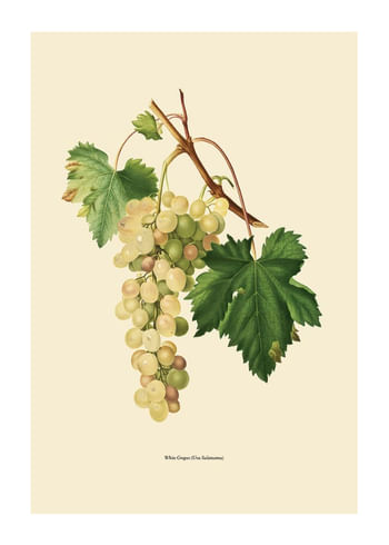 Poster White Grapes