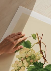 Botanical illustration of white bunch of grapes and green leaves-9
