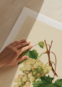 White Grapes-5