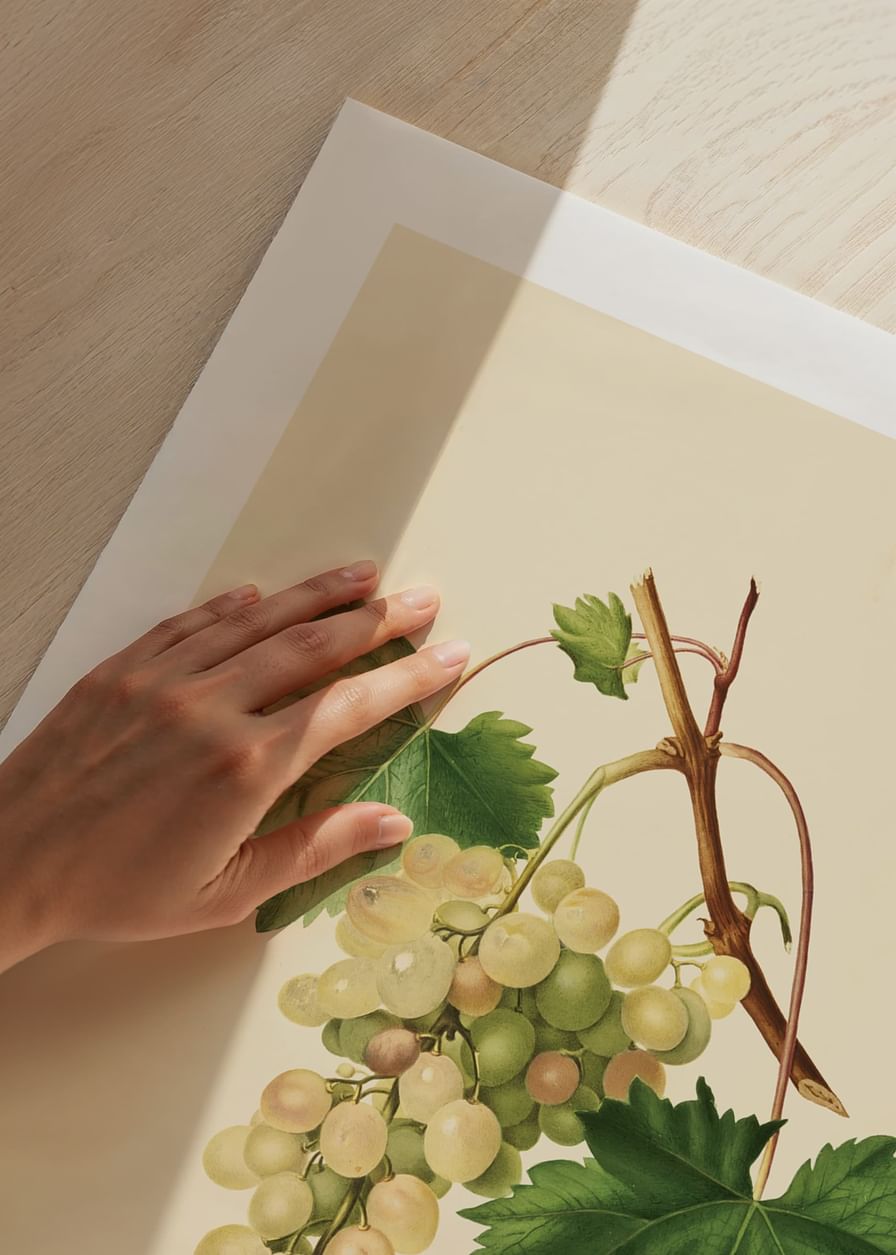 White Grapes-12