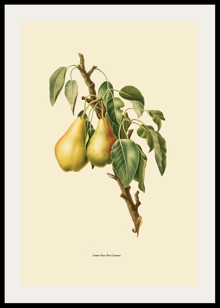 Botanical illustration of two yellow pears on branch against beige-12