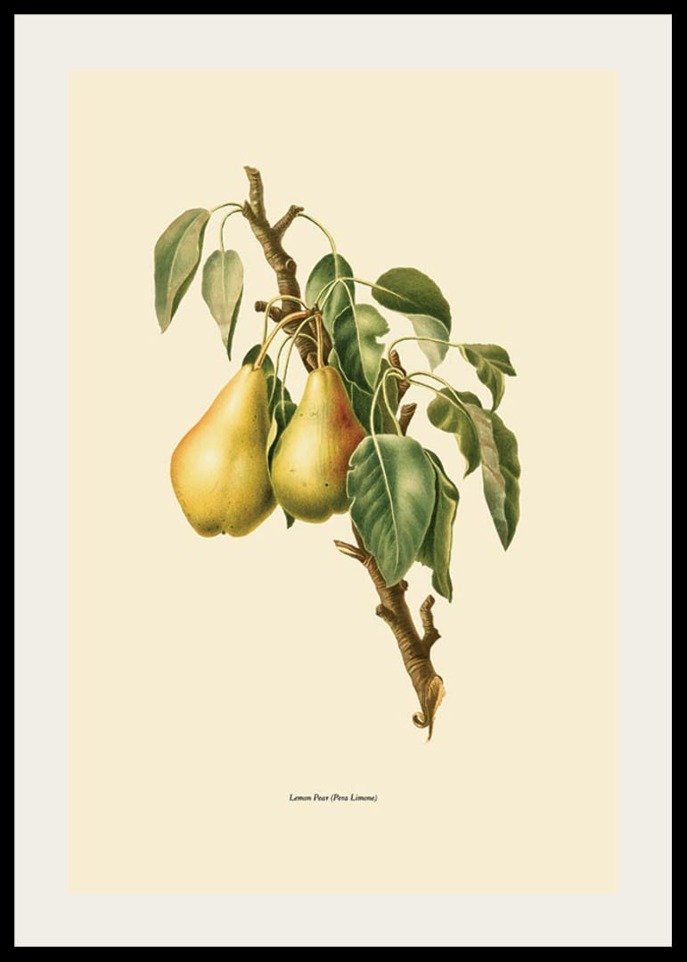 Botanická ilustrácia dvoch žltých hrušiek na konári na béžovom pozadí-12