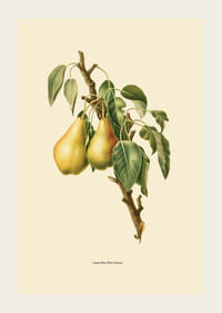 Botanická ilustrácia dvoch žltých hrušiek na konári na béžovom pozadí-3