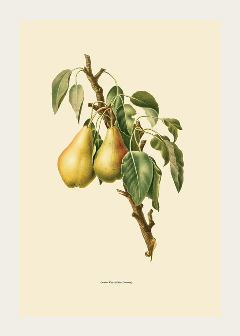 Botanická ilustrácia dvoch žltých hrušiek na konári na béžovom pozadí-12