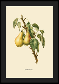 Botanical illustration of two yellow pears on branch against beige-4