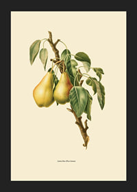 Botanical illustration of two yellow pears on branch against beige-5