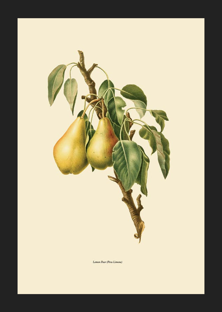 Botanical illustration of two yellow pears on branch against beige-12