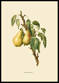 Botanical illustration of two yellow pears on branch against beige-6