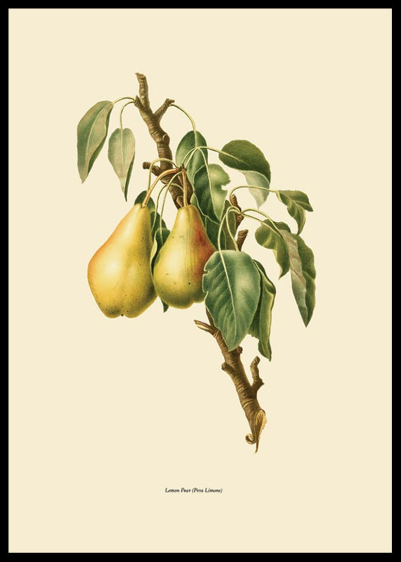 Botanical illustration of two yellow pears on branch against beige-12