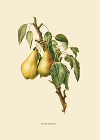 Botanical illustration of two yellow pears on branch against beige-7