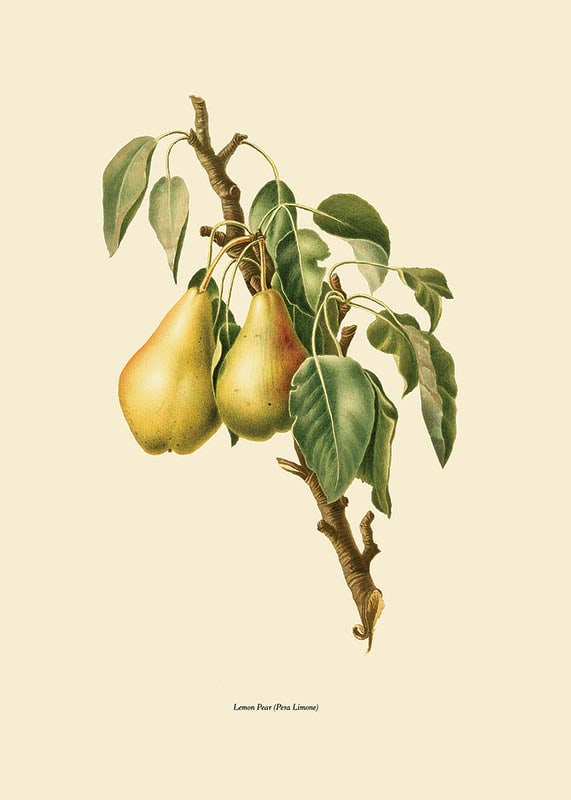 Botanical illustration of two yellow pears on branch against beige-12