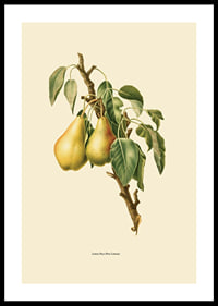 Botanical illustration of two yellow pears on branch against beige-0
