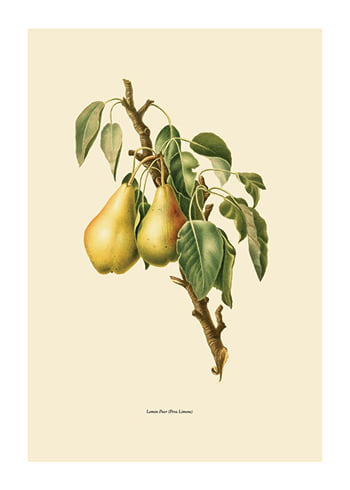 Poster Lemon Pear