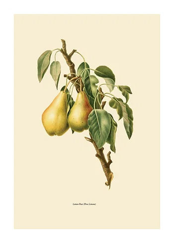 Poster Lemon Pear