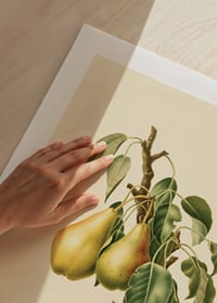 Botanical illustration of two yellow pears on branch against beige-9