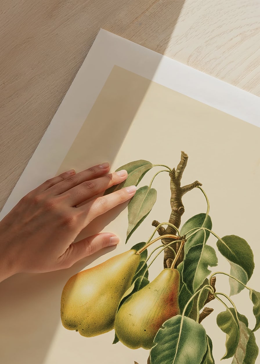 Botanical illustration of two yellow pears on branch against beige-12