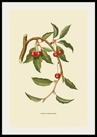 Botanical illustration of cherry branch with red berries-2