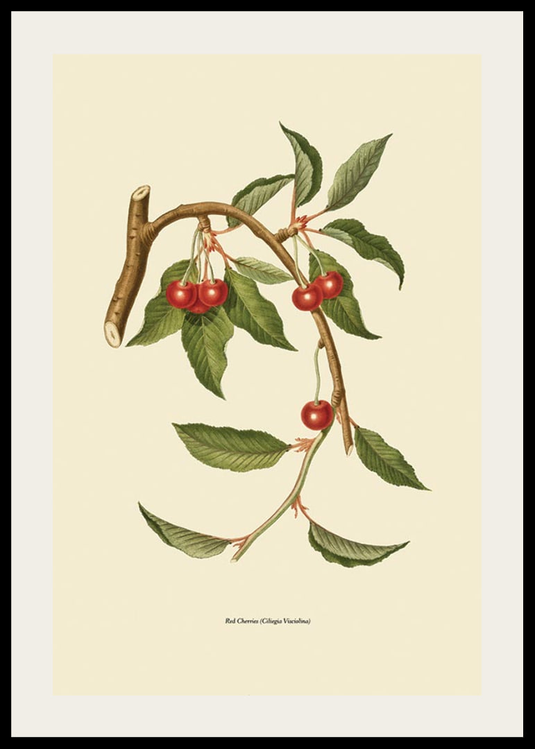Botanical illustration of cherry branch with red berries-12