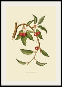 Botanische Illustration eines Kirschzweigs mit roten Beeren-2