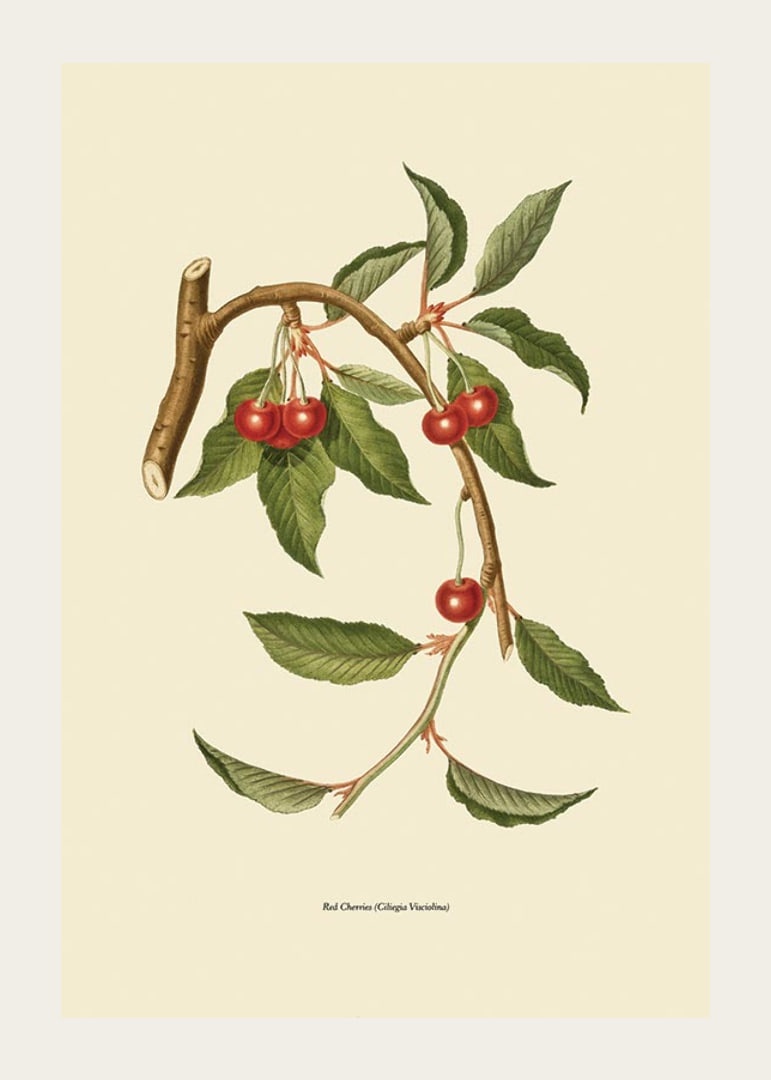 Botanical illustration of cherry branch with red berries-12