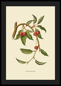 Botanical illustration of cherry branch with red berries-4
