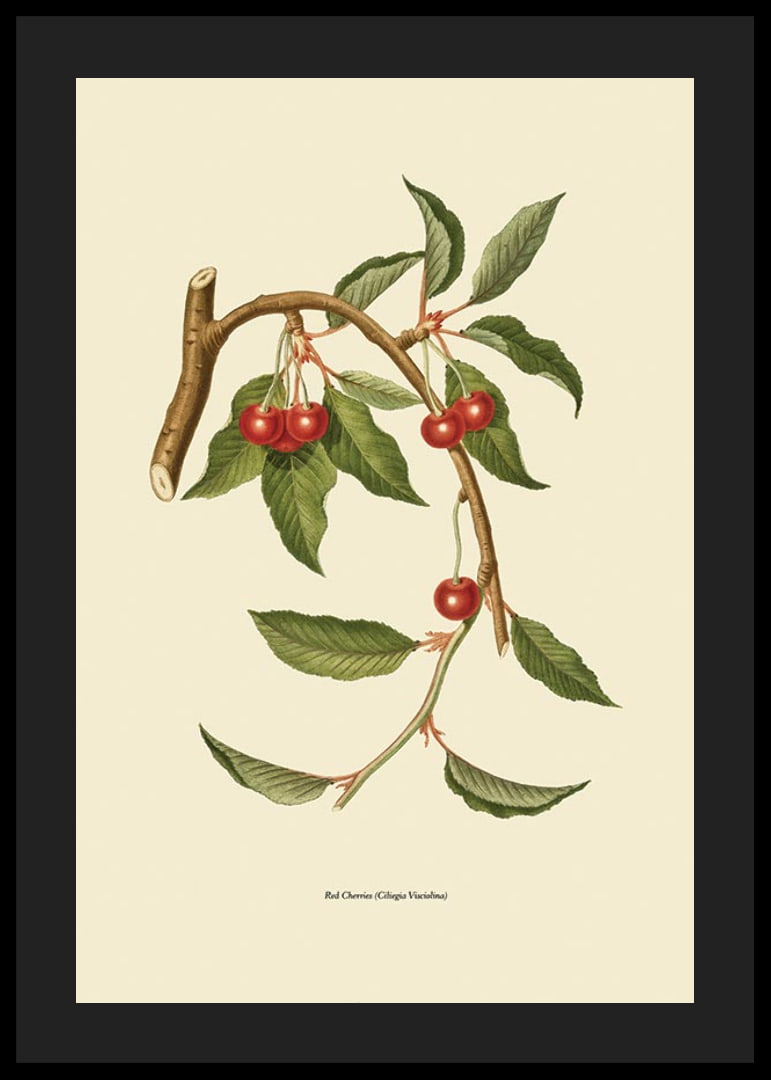 Botanical illustration of cherry branch with red berries-12