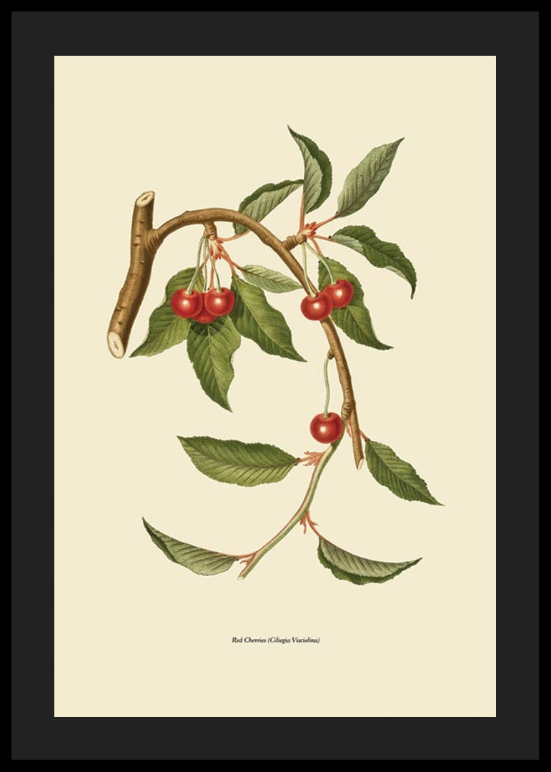Botanische Illustration eines Kirschzweigs mit roten Beeren-12
