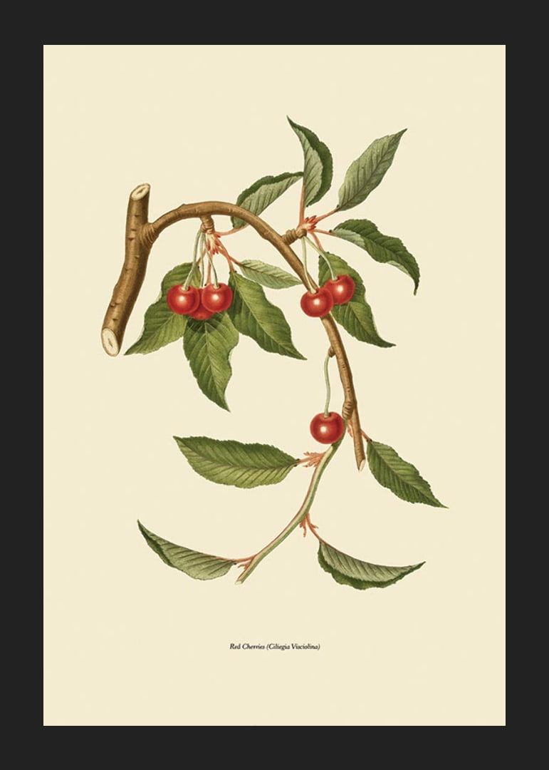 Botanical illustration of cherry branch with red berries-12