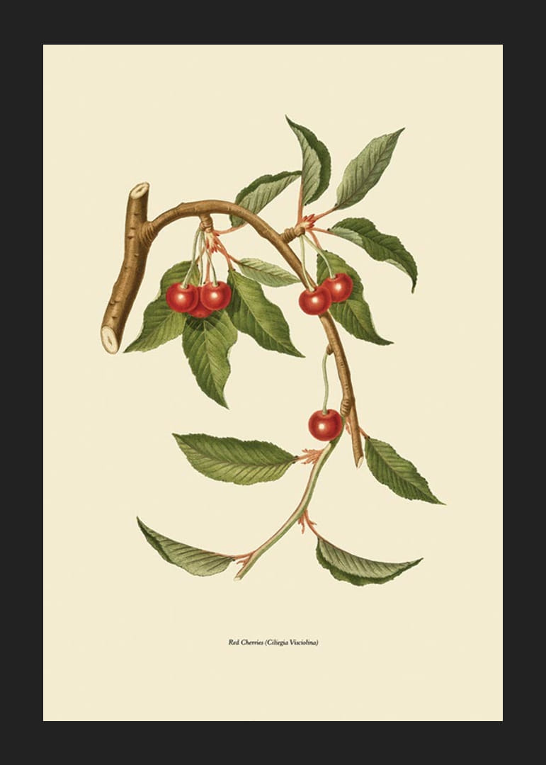 Botanische Illustration eines Kirschzweigs mit roten Beeren-12
