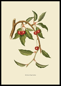 Botanical illustration of cherry branch with red berries-6