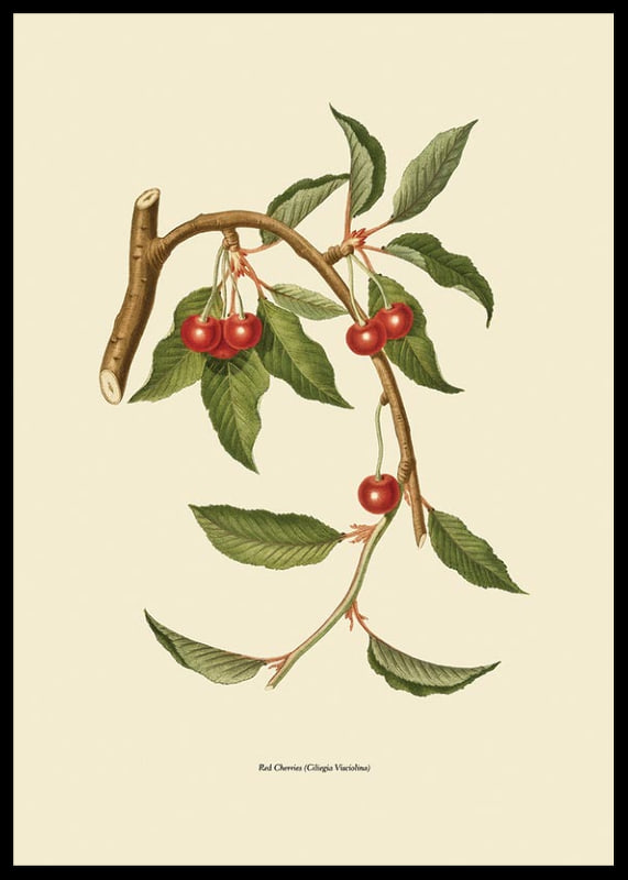 Botanical illustration of cherry branch with red berries-12