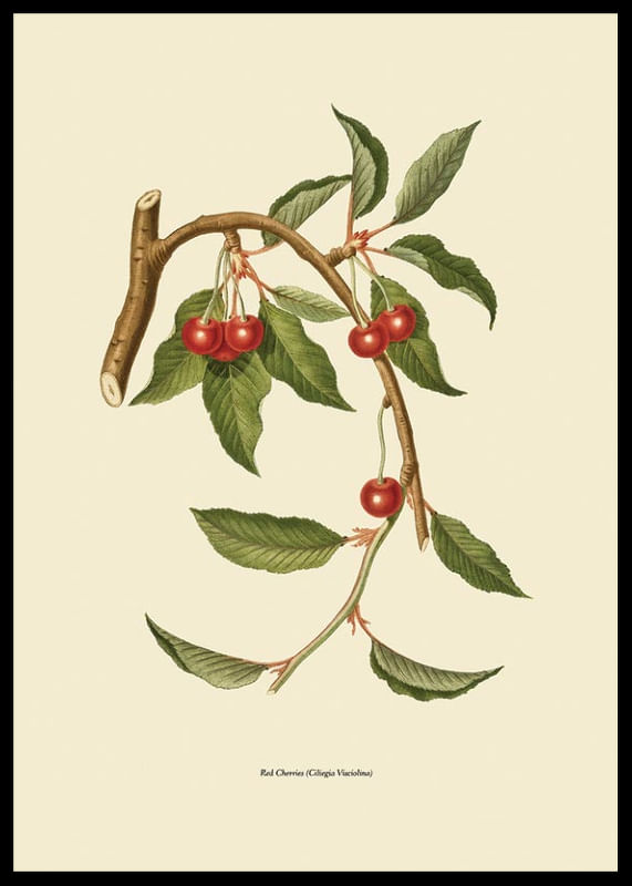 Red Cherries-12