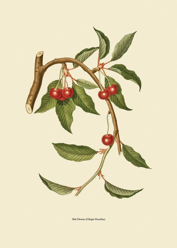 Botanical illustration of cherry branch with red berries-12