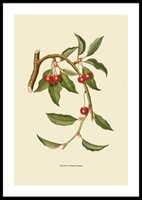 Botanical illustration of cherry branch with red berries-0