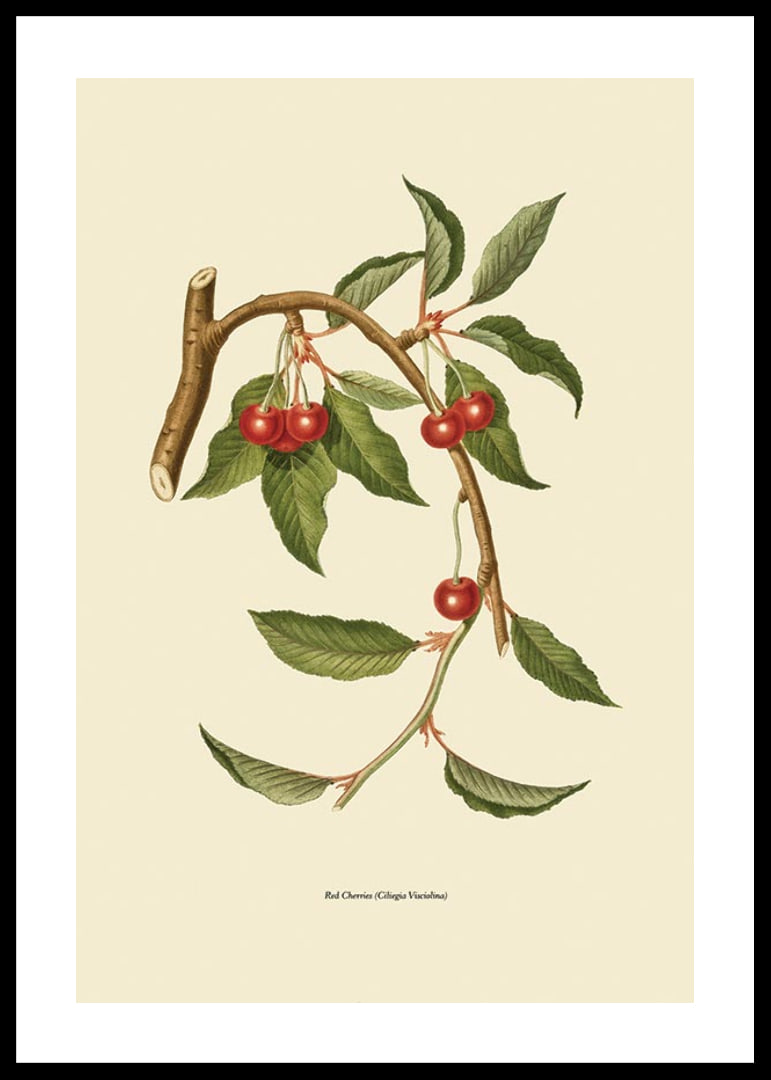 Botanical illustration of cherry branch with red berries-12