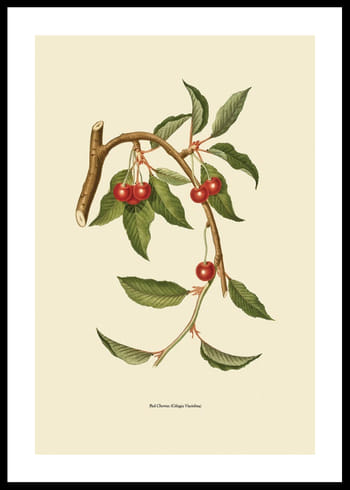 Poster Red Cherries
