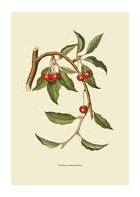 Botanical illustration of cherry branch with red berries-1