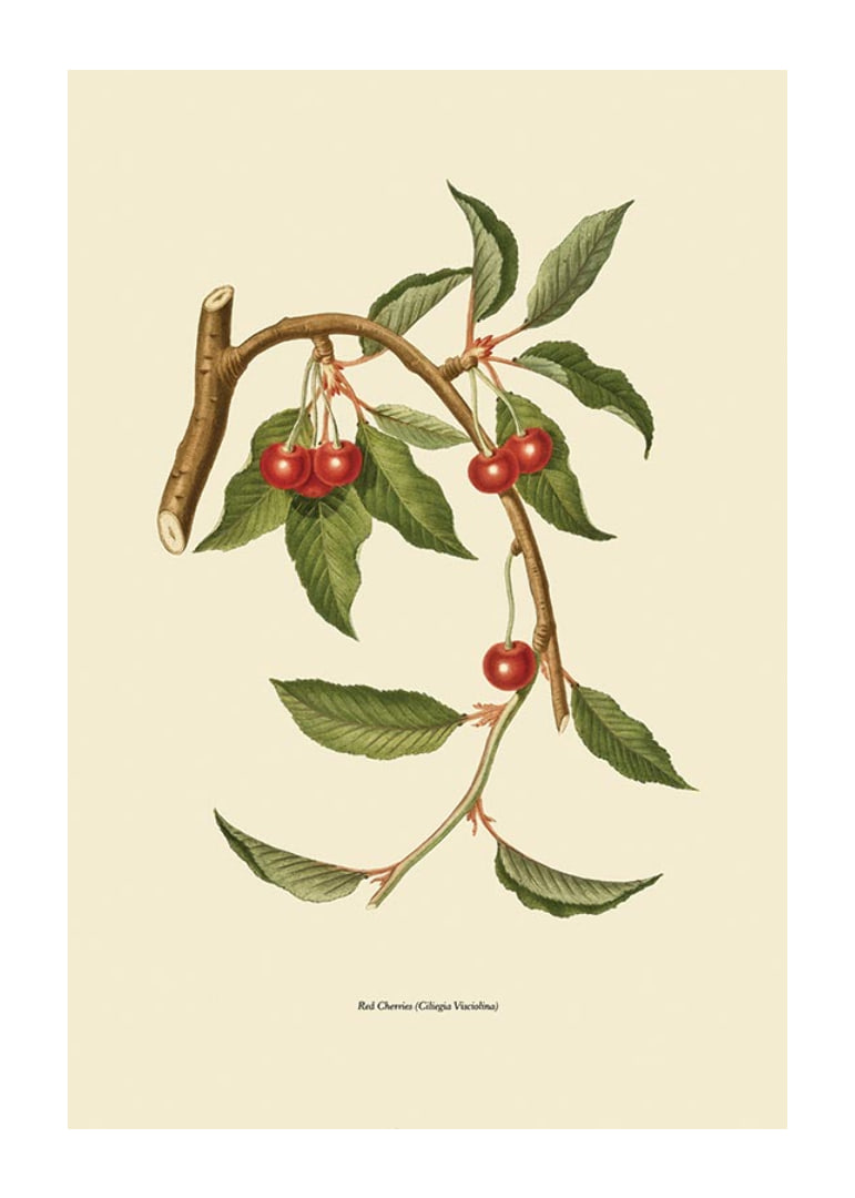 Botanical illustration of cherry branch with red berries-12