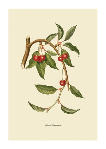 Poster Red Cherries